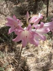 Amaryllis belladonna