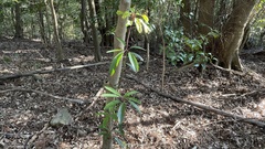 Daphniphyllum teijsmannii