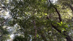 Daphniphyllum teijsmannii