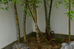 Phyllostachys edulis