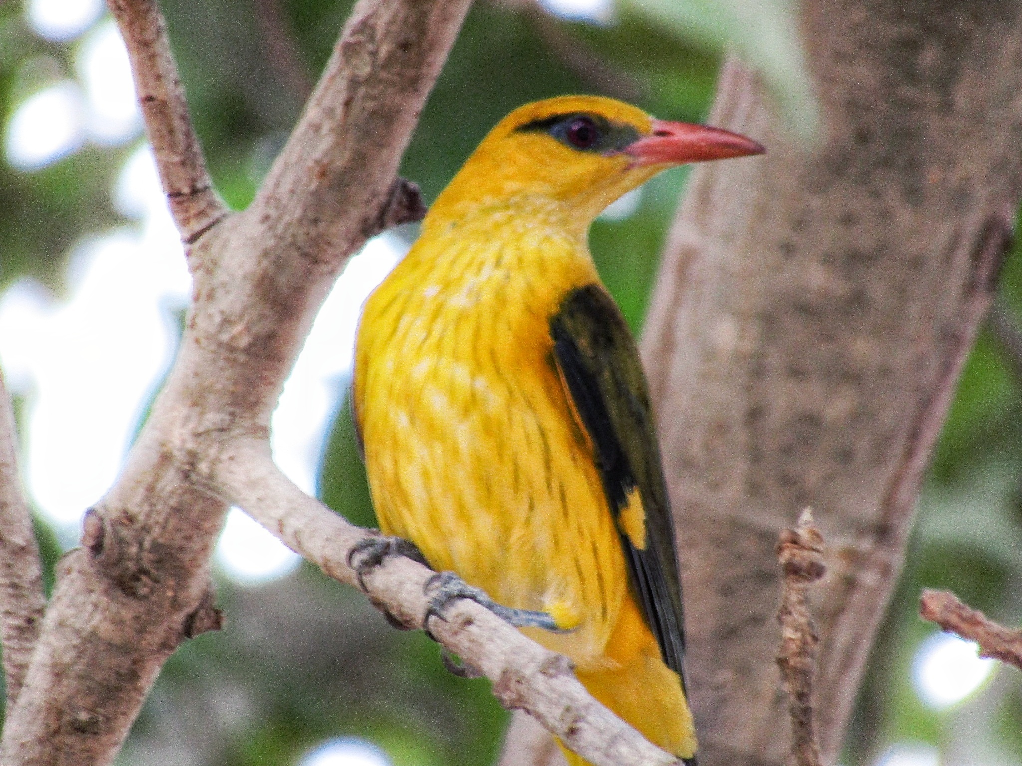 Indian Golden Oriole