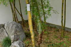 Phyllostachys edulis
