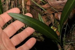 Cryptostylis subulata