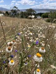 Helichrysum leucopsideum