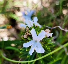 Westringia fruticosa