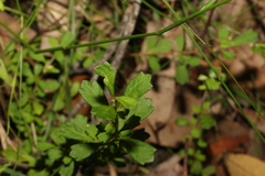 Xanthosia tridentata
