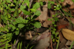 Xanthosia tridentata