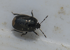 Legnotus limbosus