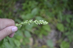 Campanula bononiensis