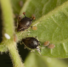Aphis craccivora
