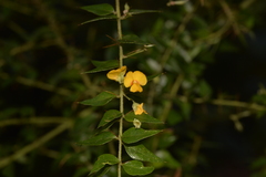 Podolobium aciculiferum