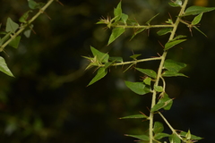 Podolobium aciculiferum