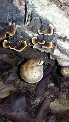 Fungi
