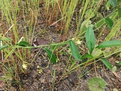Asclepiadoideae
