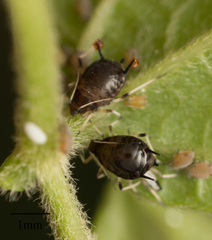 Aphis craccivora