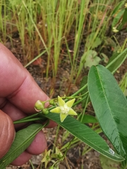 Asclepiadoideae