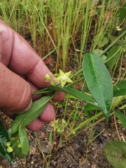 Asclepiadoideae