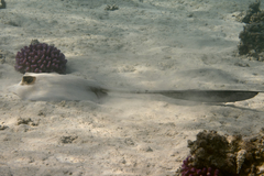 Pastinachus sephen