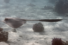 Pastinachus sephen