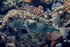 Cyclichthys spilostylus