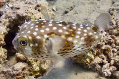 Cyclichthys spilostylus