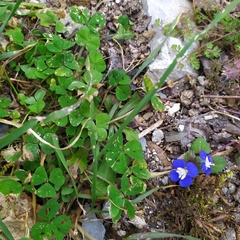 Veronica glauca