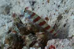 Amblyeleotris wheeleri