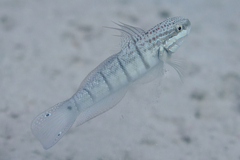 Amblygobius albimaculatus