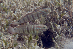 Amblygobius albimaculatus