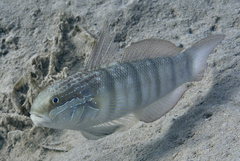 Amblygobius albimaculatus