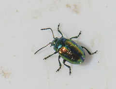 Chrysolina fastuosa