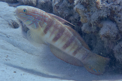 Amblygobius albimaculatus