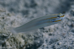 Amblygobius nocturnus