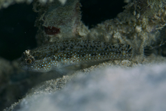 Asterropteryx semipunctata