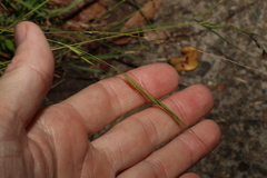 Microlaena stipoides