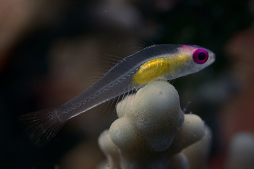 Purple-eye Goby — seen at this dive site