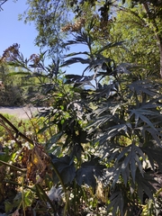 Jacobaea cannabifolia