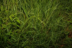 Microlaena stipoides