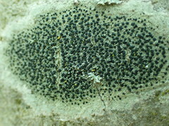 Lecidella