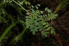 Indigofera australis