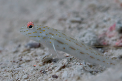 Ctenogobiops crocineus