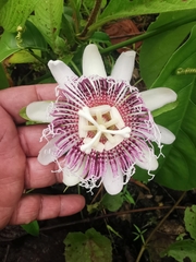 Passiflora nitida