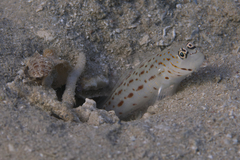 Ctenogobiops maculosus