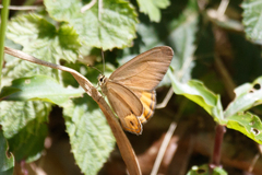 Hypocysta pseudirius