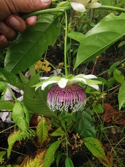 Passiflora nitida