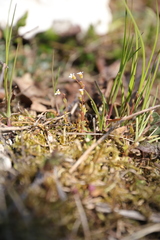 Saxifraga tridactylites
