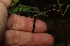 Indigofera australis