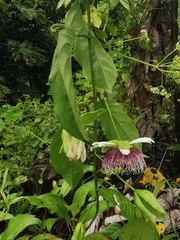 Passiflora nitida