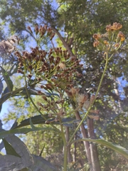 Jacobaea cannabifolia