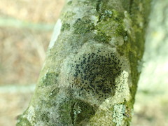 Lecidella